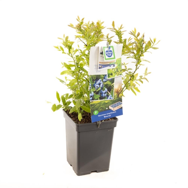 Image de Vaccinium corymbosum Bluecrop - pot 18 cm
