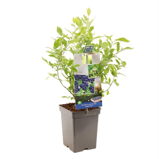 Image de Vaccinium corymbosum Goldtraube - pot 18 cm