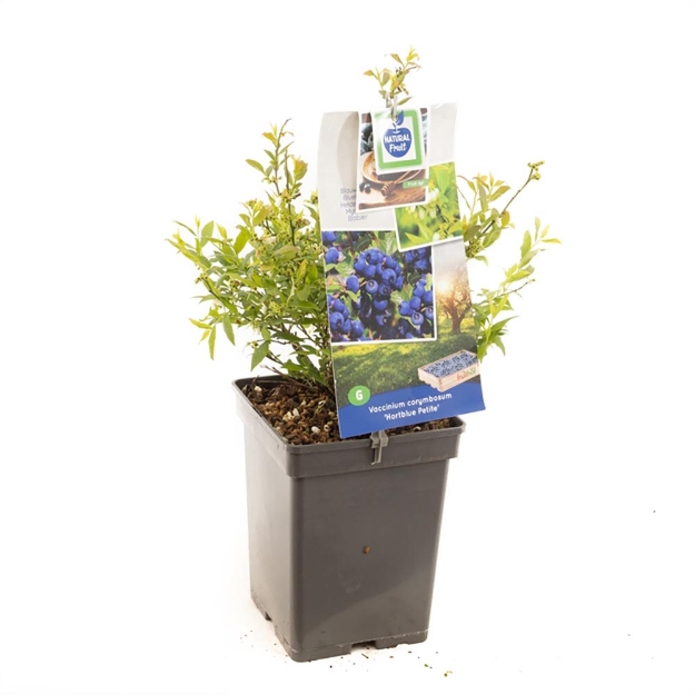Image de Vaccinium corymbosum Hortblue Petit - pot 18 cm