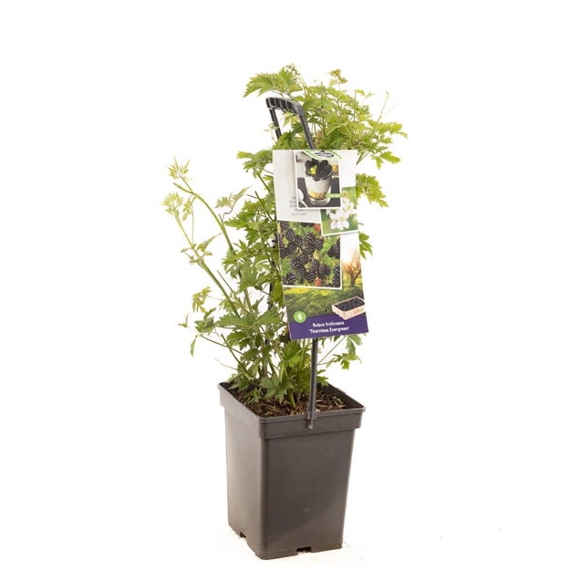 Image de Rubus frut. Thornl Evergreen - poignée de transport