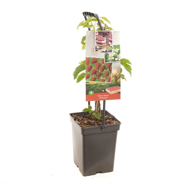Image de Rubus id. Tulameen - poignée de transport