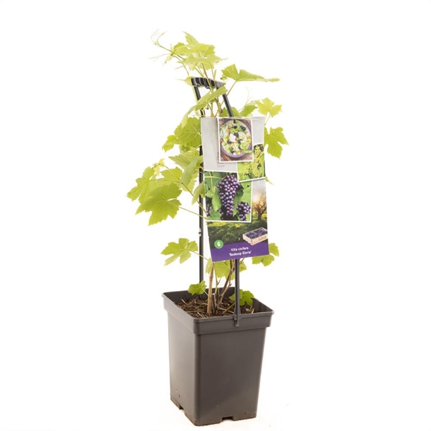 Image de Vitis vin. Boskoop Glorie - poignée de transport