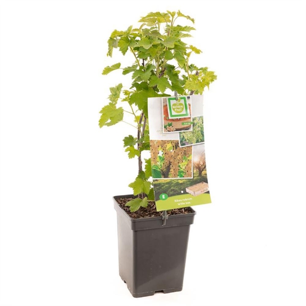 Image de Ribes rubrum blanc bes - pot 18 cm