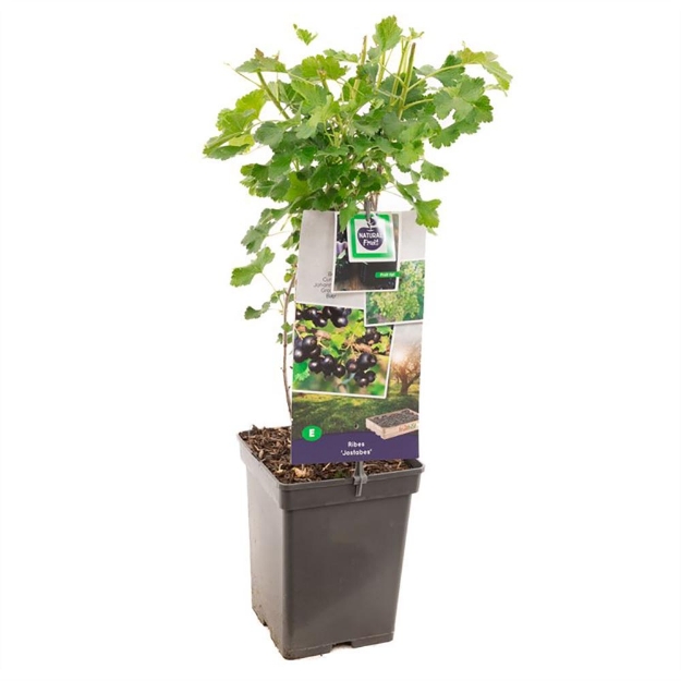 Image de Ribes Jostabes - pot 18 cm