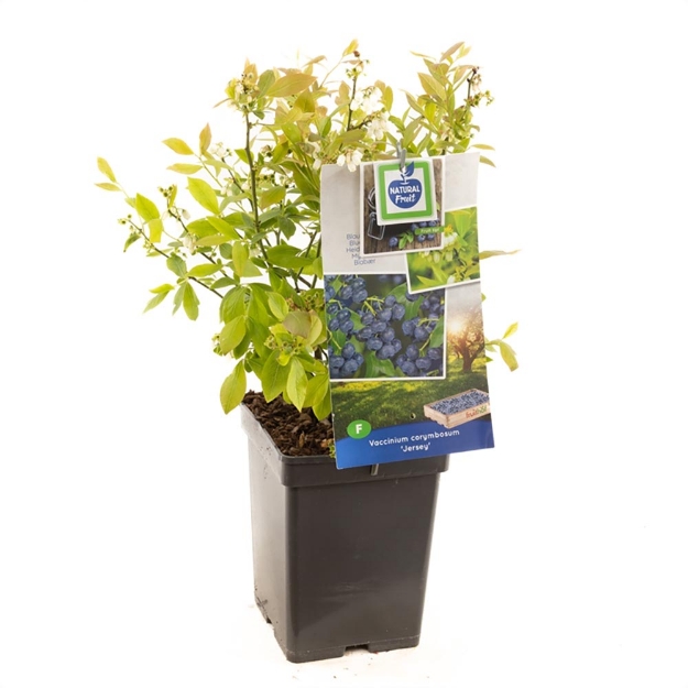 Image de Vaccinium corymbosum Jersey - pot 18 cm