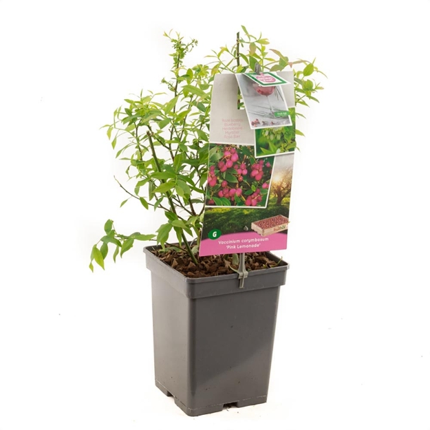 Image de Vaccinium corymbosum Pink Lemonade - pot 18 cm