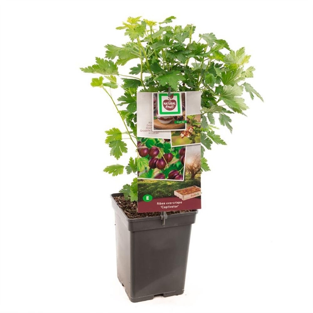 Image de Ribes uva-crispa Captivator