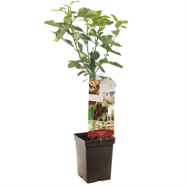 Image de Prunus avium Lapins Patio