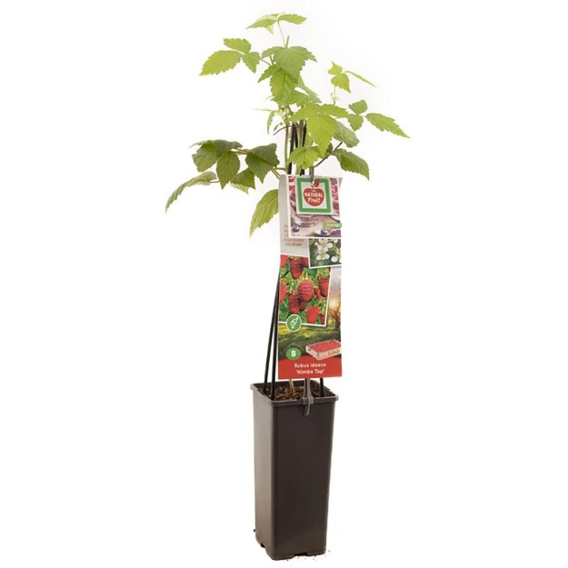 Image de Rubus idaeus Himbo Top