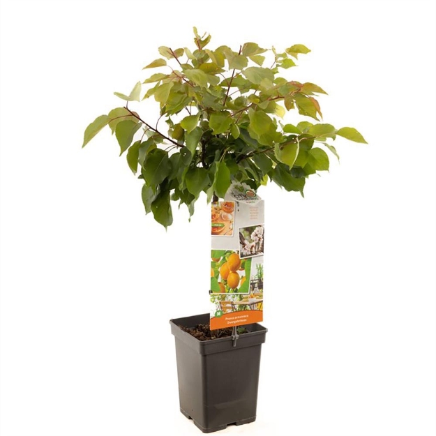 Image de Prunus armeniaca Abricot Patio