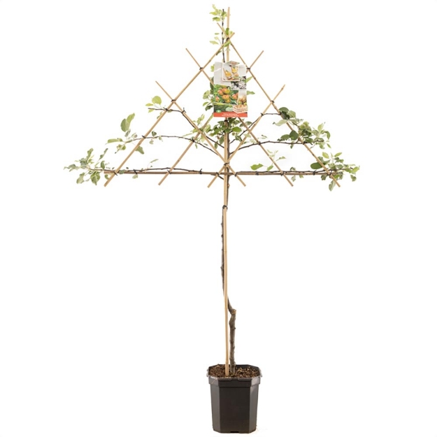 Image de Malus dom. Cox's Orange P. espalier