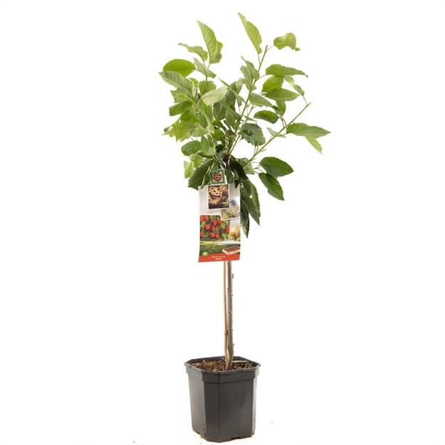Image de Prunus avium Stella bas tige