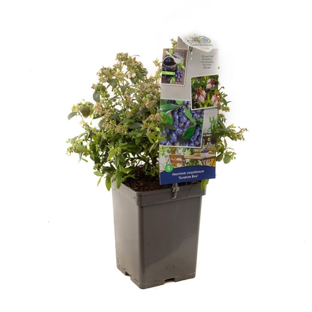 Image de Vaccinium corymbosum Sunshine Blue