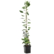 Image de Actinidia arguta Issai - pot 24 cm