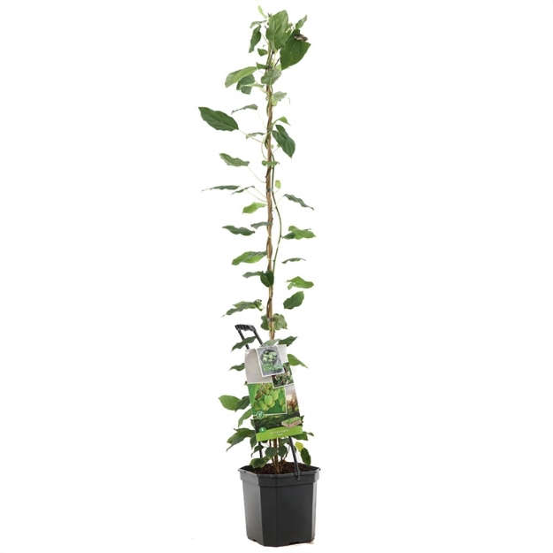 Image de Actinidia arguta Issai - pot 24 cm