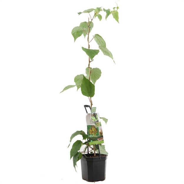 Image de Actinidia ch. Jenny