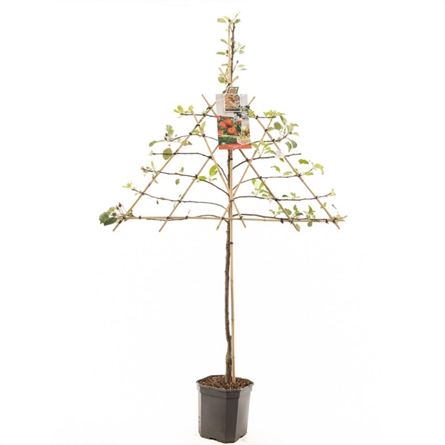 Image de Malus dom. Elstar espalier