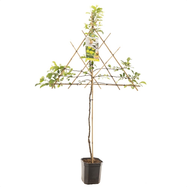 Image de Malus dom. Golden Delicious espalier