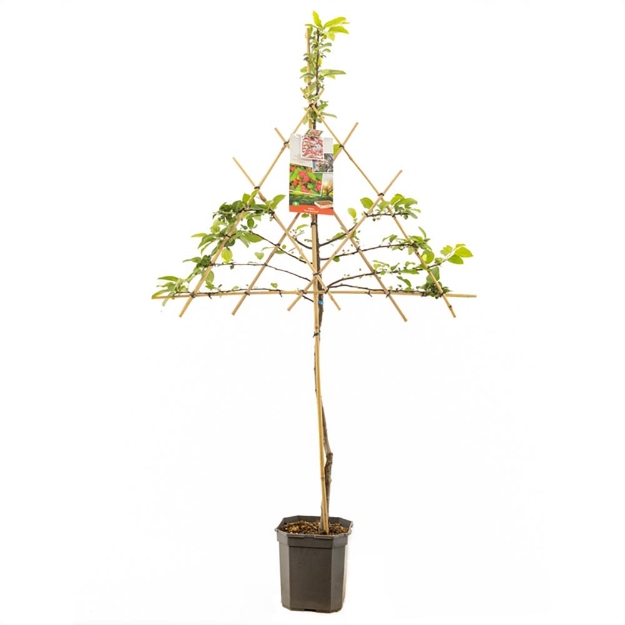 Image de Malus Red Sentinel espalier