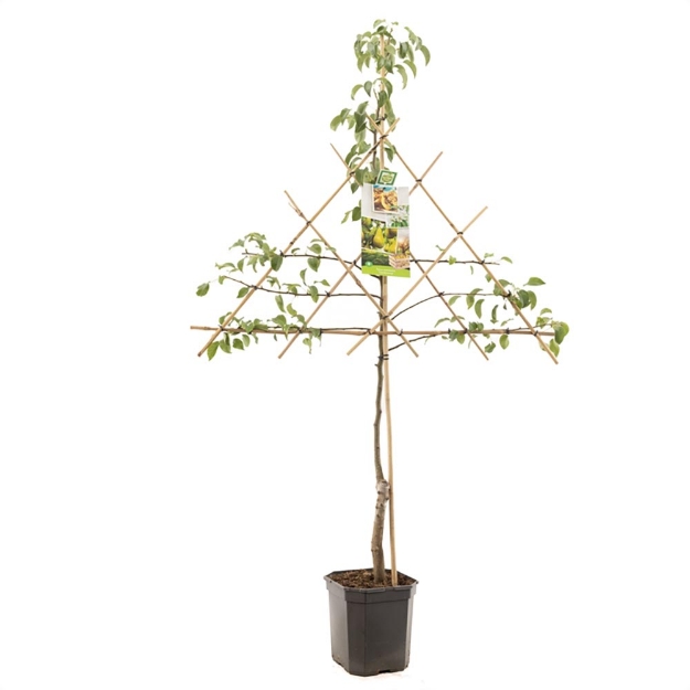 Image de Pyrus comm. Conference espalier