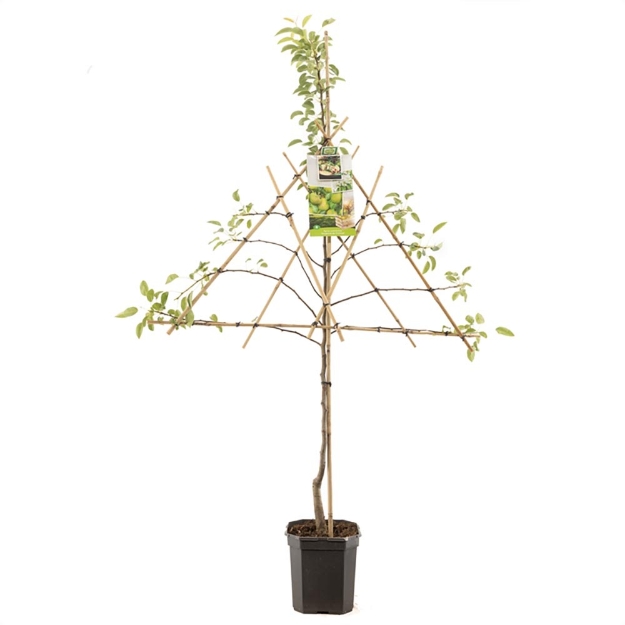 Image de Pyrus comm. Doyenné du Comice esp.