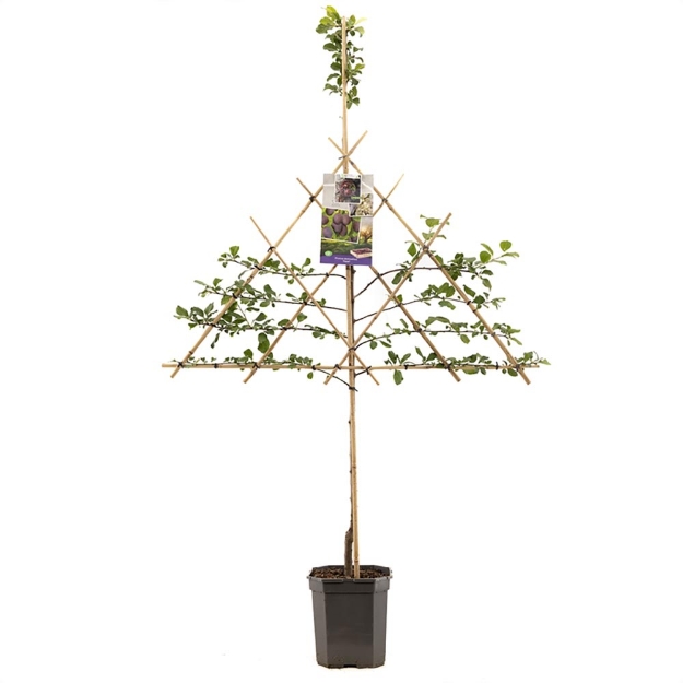 Image de Prunus dom. Opal espalier