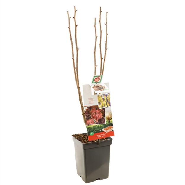 Image de Corylus avellana Roter Zeller