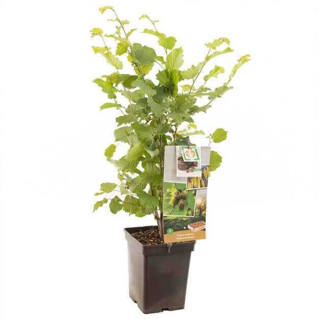 Image de Corylus avellana Halle'sche Riesen