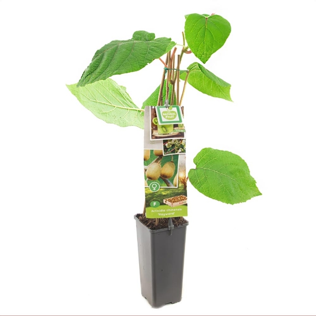 Image de Actinidia chinensis Hayward