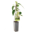 Image de Actinidia chinensis Atlas