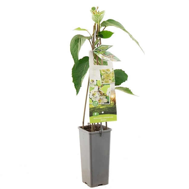 Image de Actinidia chinensis Atlas