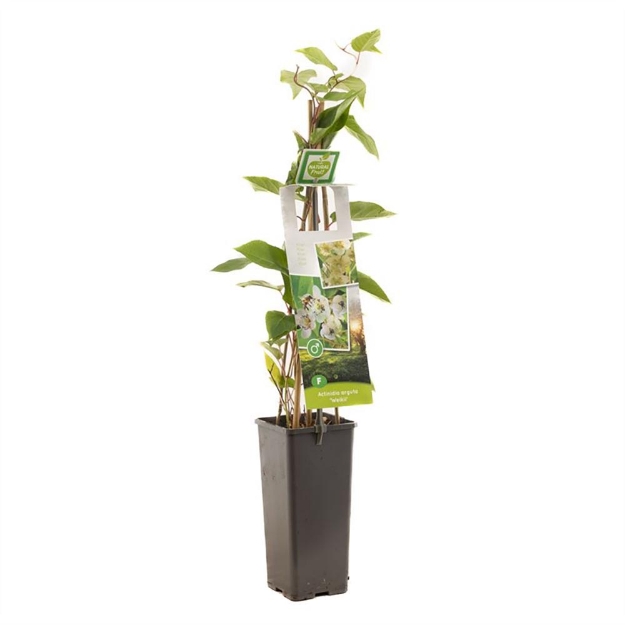 Image de Actinidia arguta Weikii