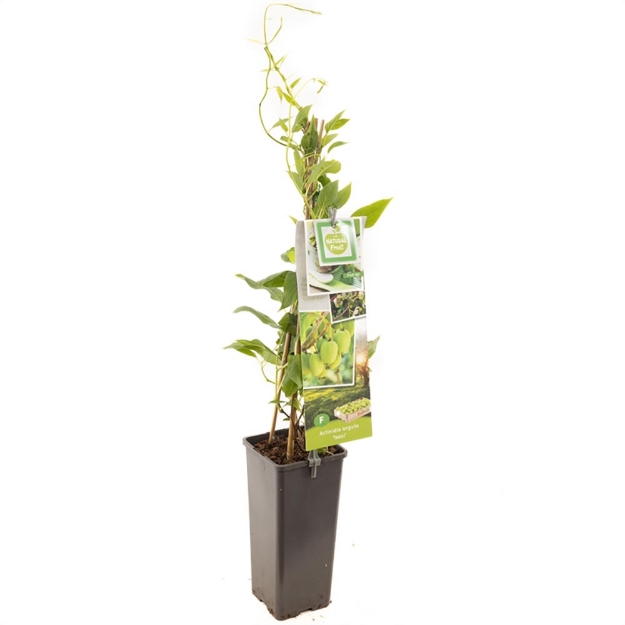 Image de Actinidia arguta Issai - pot 11 cm