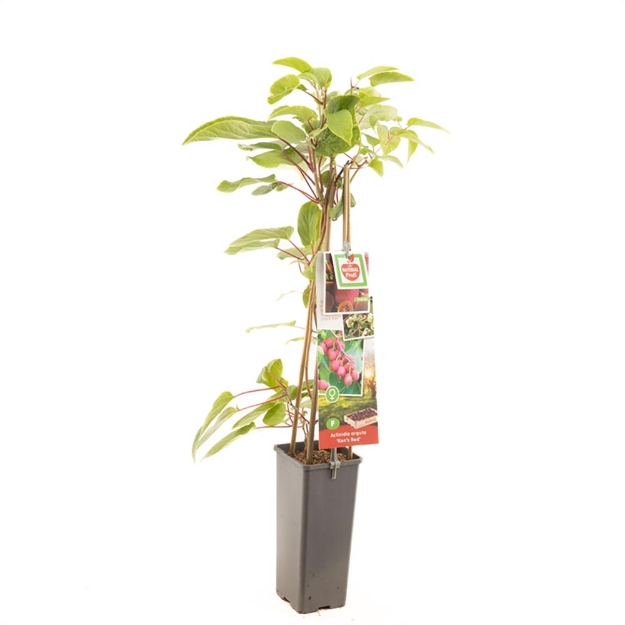 Image de Actinidia arguta Ken's Red