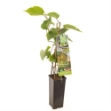 Image de Actinidia chinensis Jenny