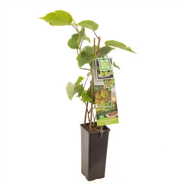 Image de Actinidia chinensis Jenny
