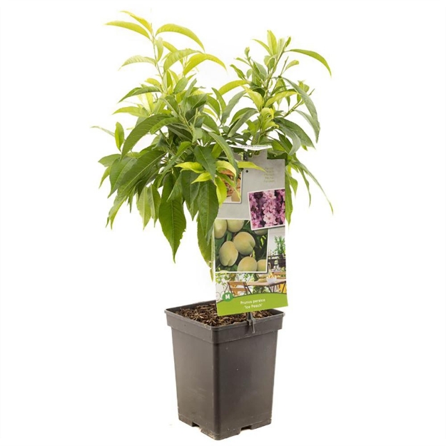 Image de Prunus persica Ice Peach