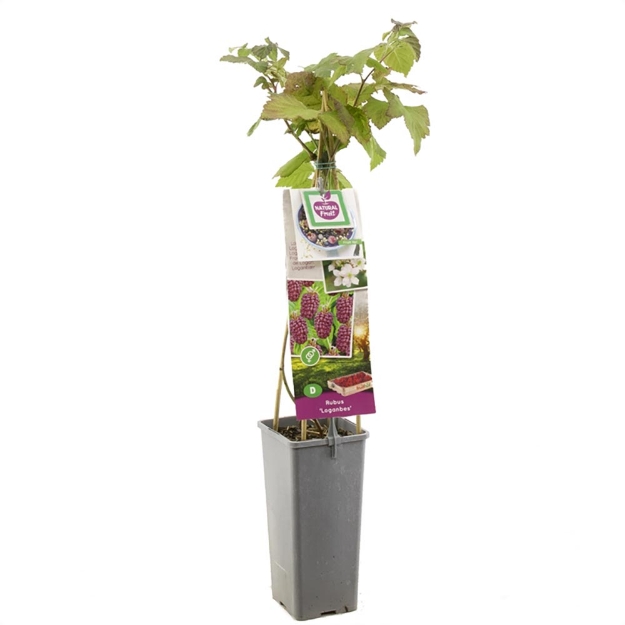 Image de Rubus Loganbes - pot 11 cm