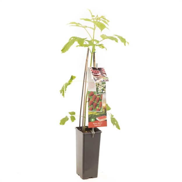 Image de Rubus idaeus Tulameen