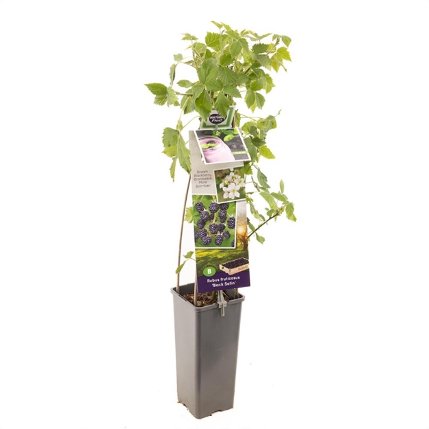 Image de Rubus fruticosus Black Satin
