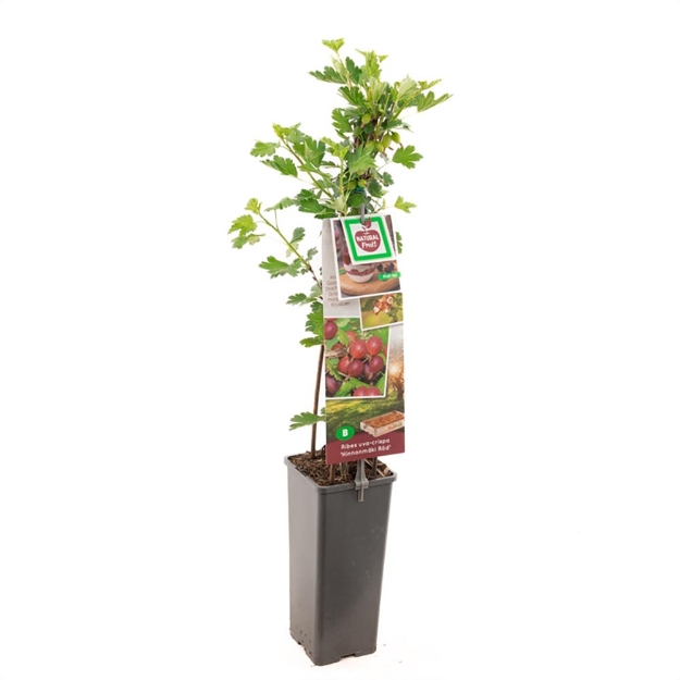 Image de Ribes uva-cr. Hinnonmäki Röd