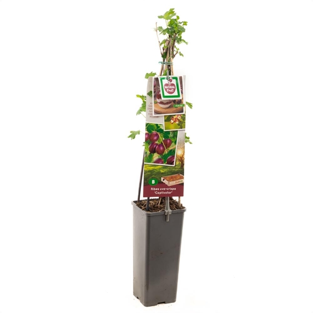 Image de Ribes uva-cr. Captivator