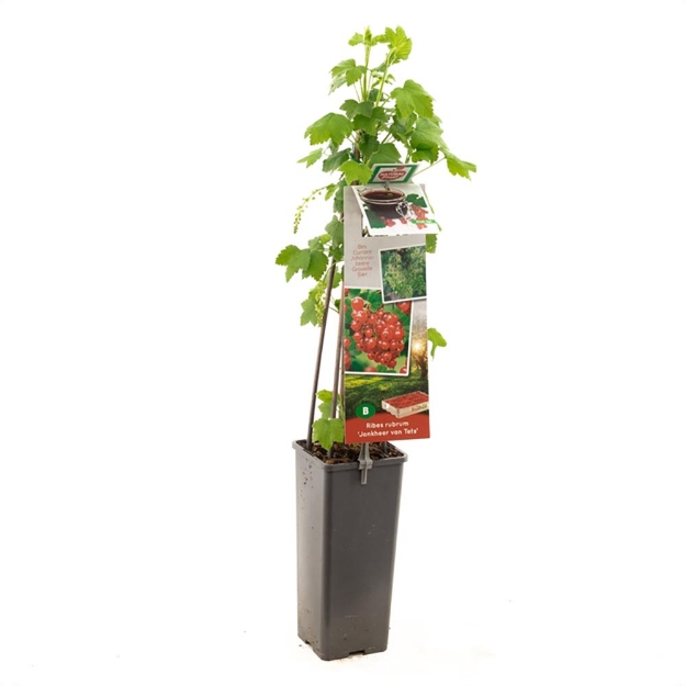 Image de Ribes rubrum Jonkheer de Tets - pot 11 cm