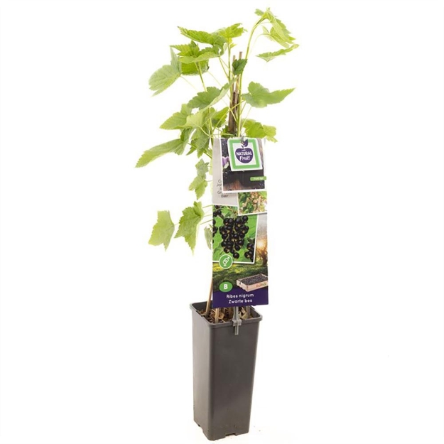Image de Ribes nigrum Titania (zwarte bes) - pot 11 cm