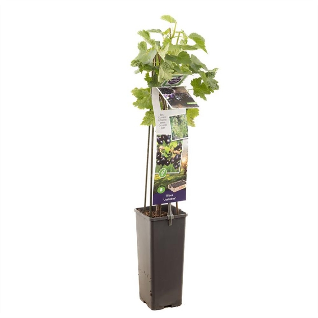 Image de Ribes Jostabes - pot 11 cm