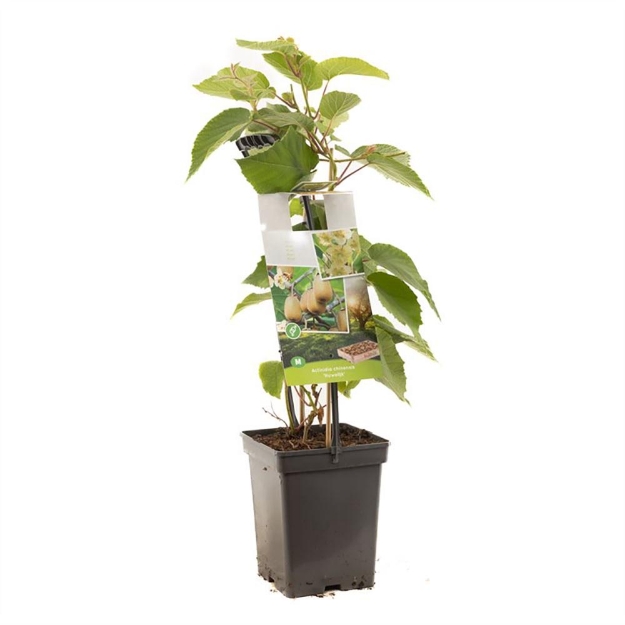 Image de Actinidia ch. 'Huwelijk' - poignée de transport