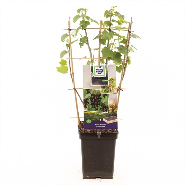 Image de Ribes nigrum Zwarte bes espalier
