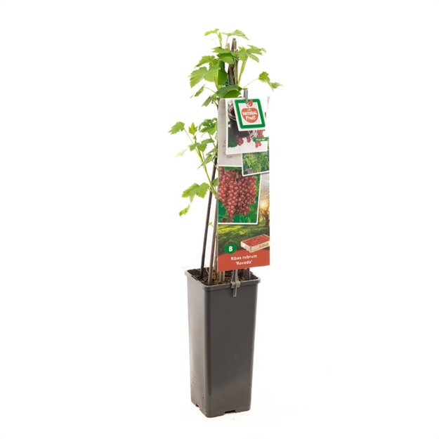 Image de Ribes rubrum Rovada - pot 11 cm