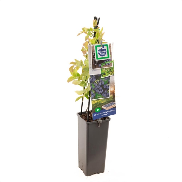 Image de Vaccinium corymbosum Jersey - pot 11 cm