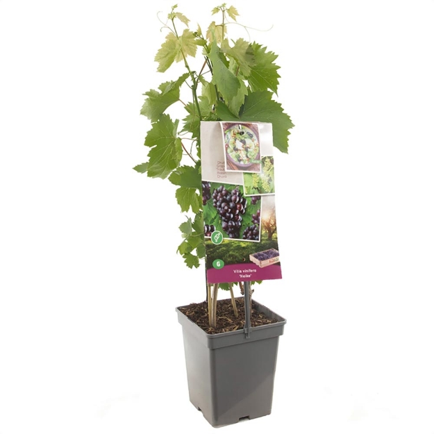 Image de Vitis vin. Heike - poignée de transport
